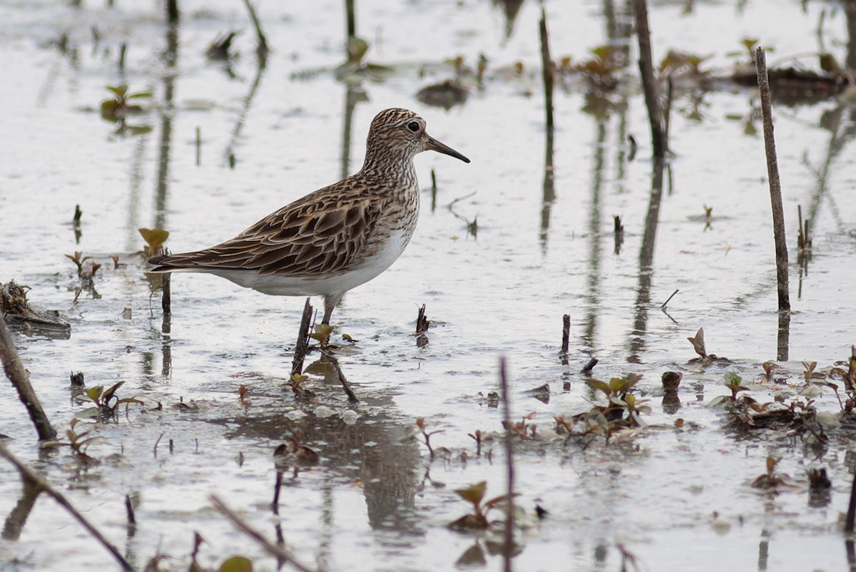 Pectoral Sandpiper - ML612779833