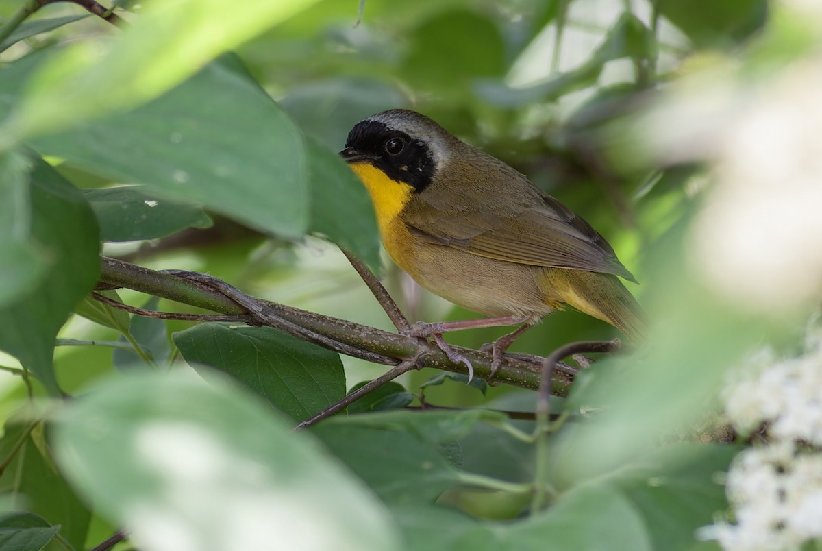 Common Yellowthroat - ML612779834