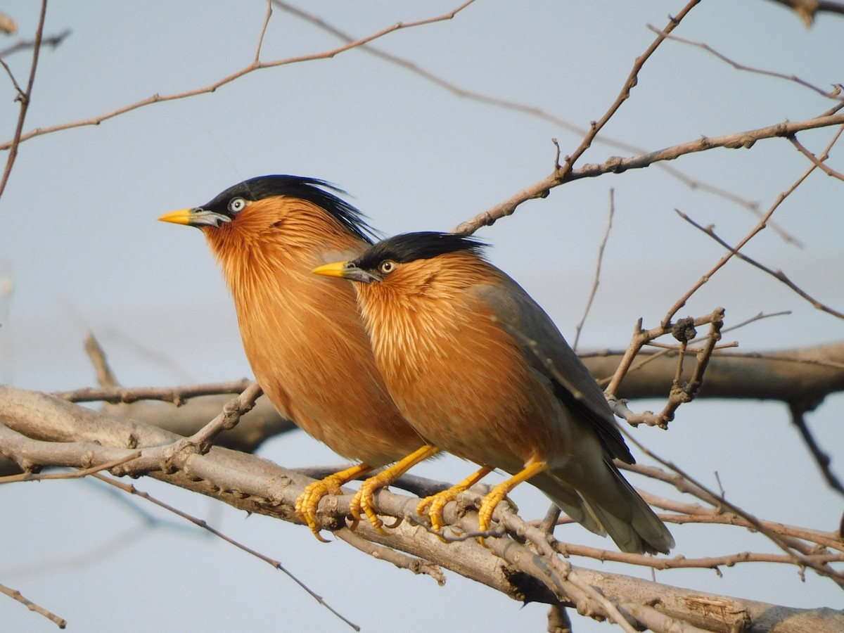 Brahminy Starling - ML612779862