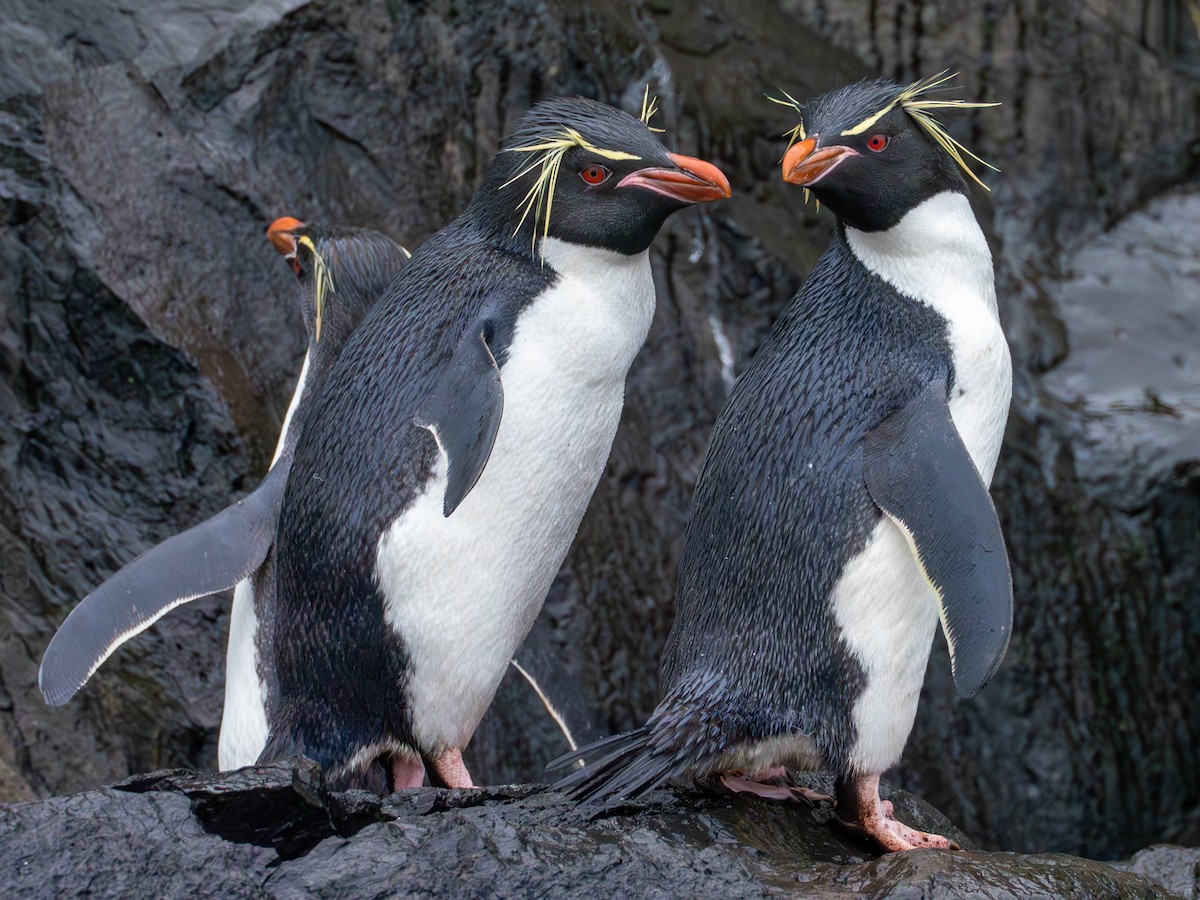 Southern Rockhopper Penguin - Mike Greenfelder