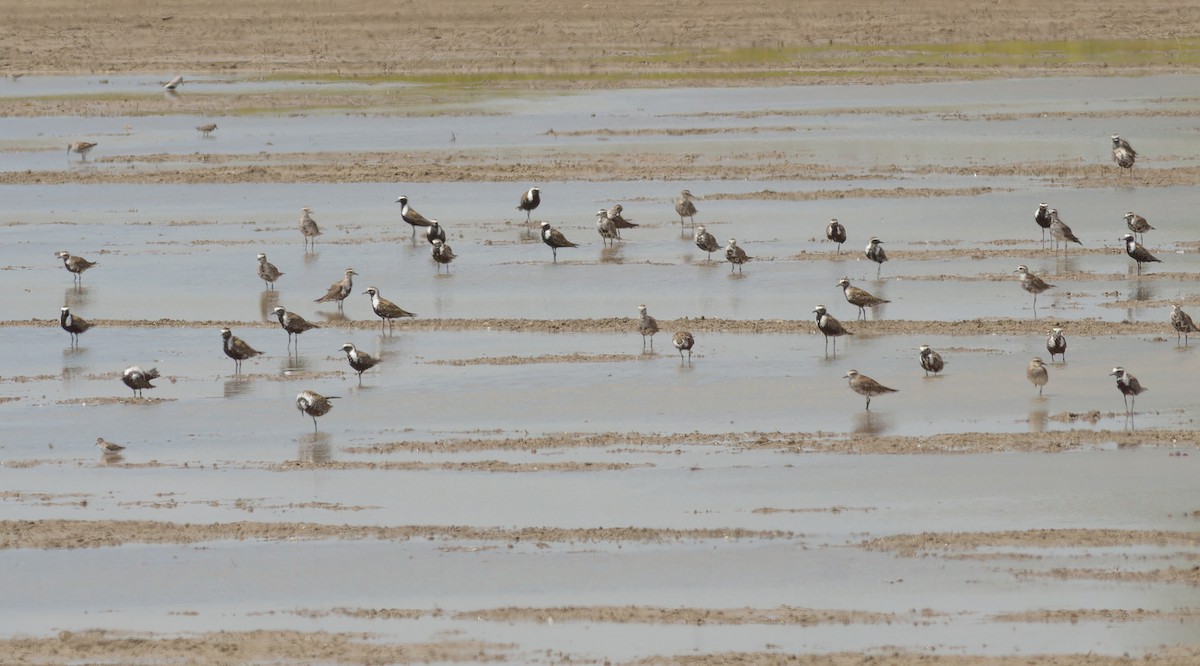 American Golden-Plover - ML612779957