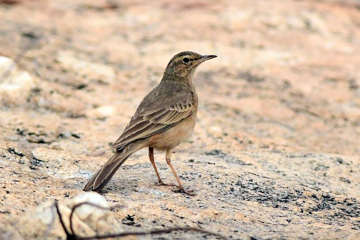 Long-billed Pipit - Ajoy Kumar Dawn