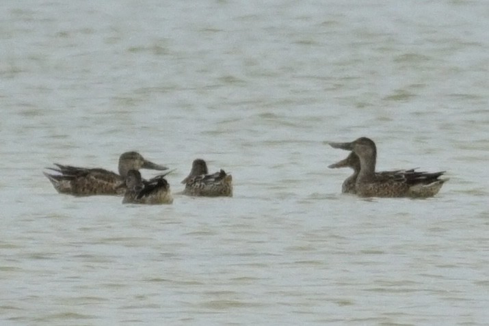 Northern Shoveler - ML612779988