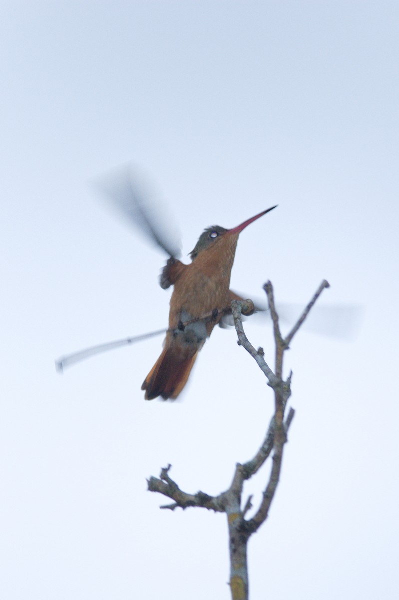 kolibřík ryšavý - ML612780005