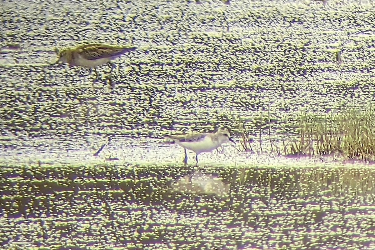 Red-necked Stint - ML612780029