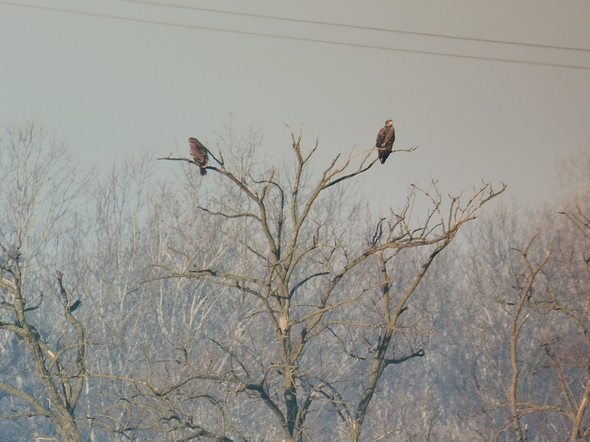 White-tailed Eagle - ML612780063