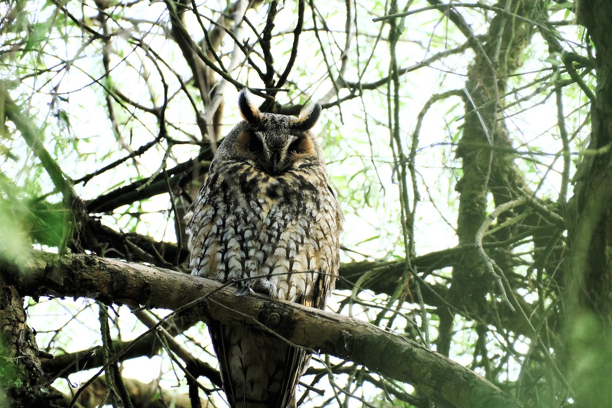 Long-eared Owl - Austin C & Haocong R