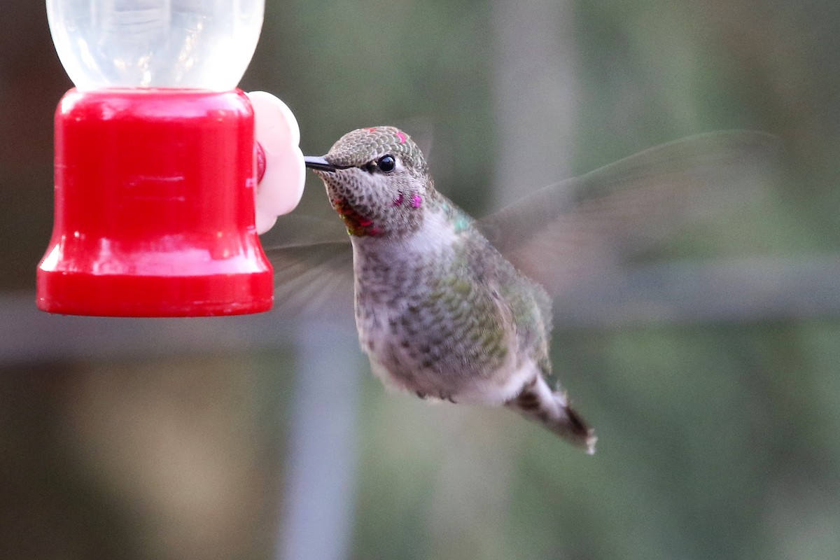 Anna's Hummingbird - ML612780183