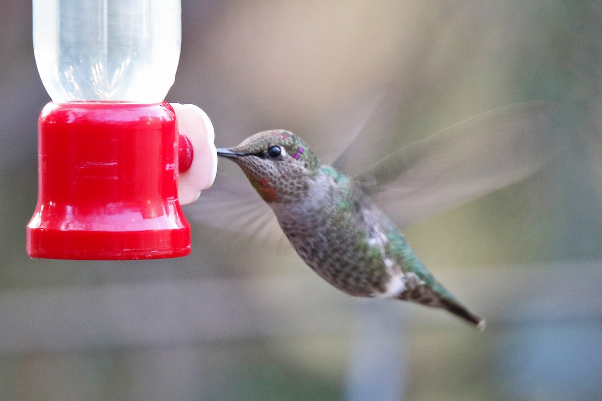 Anna's Hummingbird - ML612780187