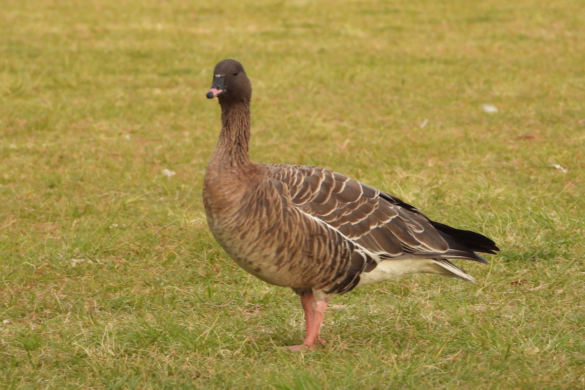 Pink-footed Goose - ML612780237