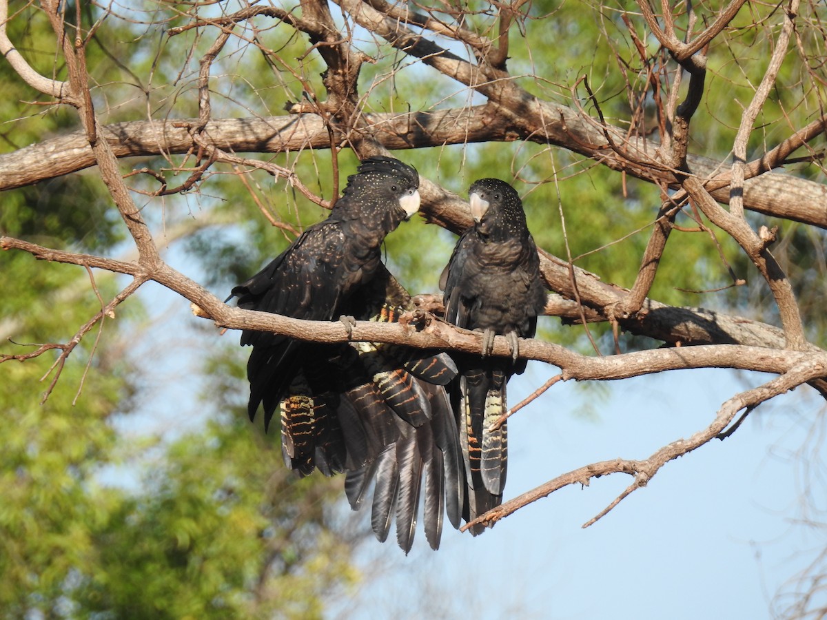 Red-tailed Black-Cockatoo - Chanith Wijeratne
