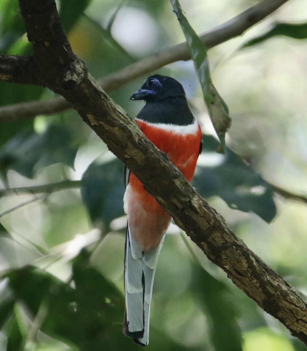 Malabar Trogon - Paul Cullen