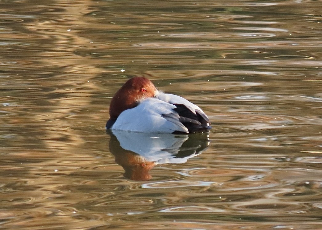 Common Pochard - ML612780367