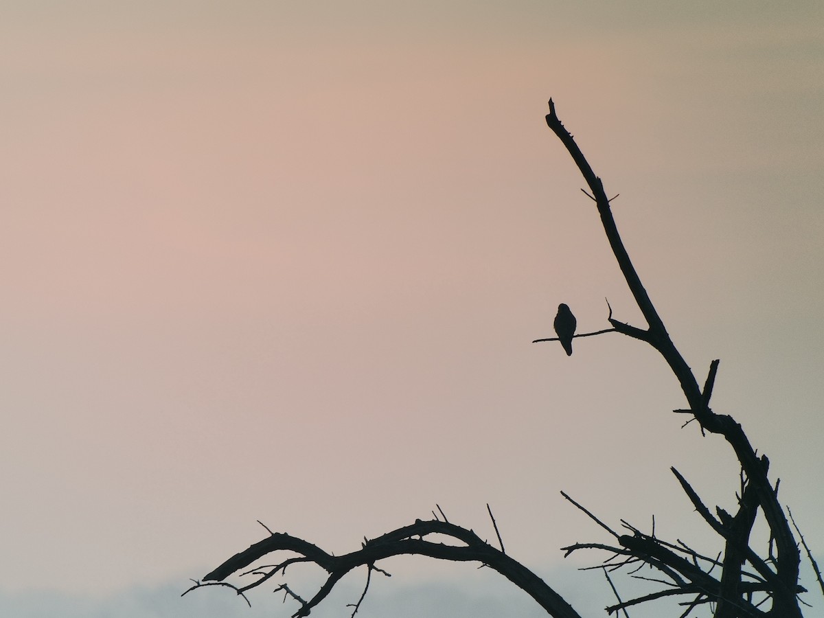 Eurasian Kestrel - ML612780383