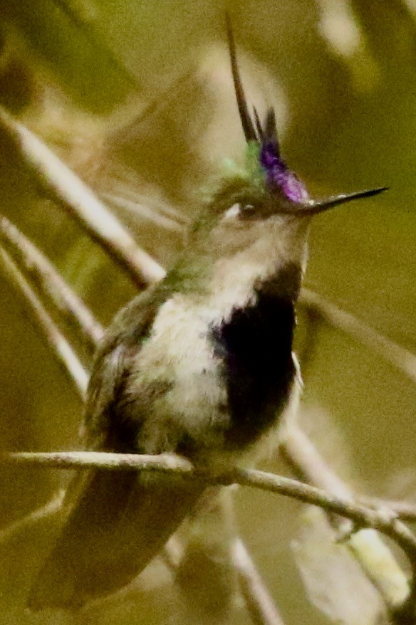 Purple-crowned Plovercrest - ML612780398