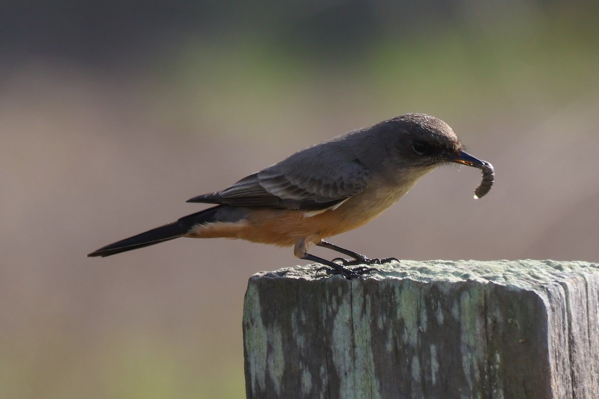 Say's Phoebe - ML612780418