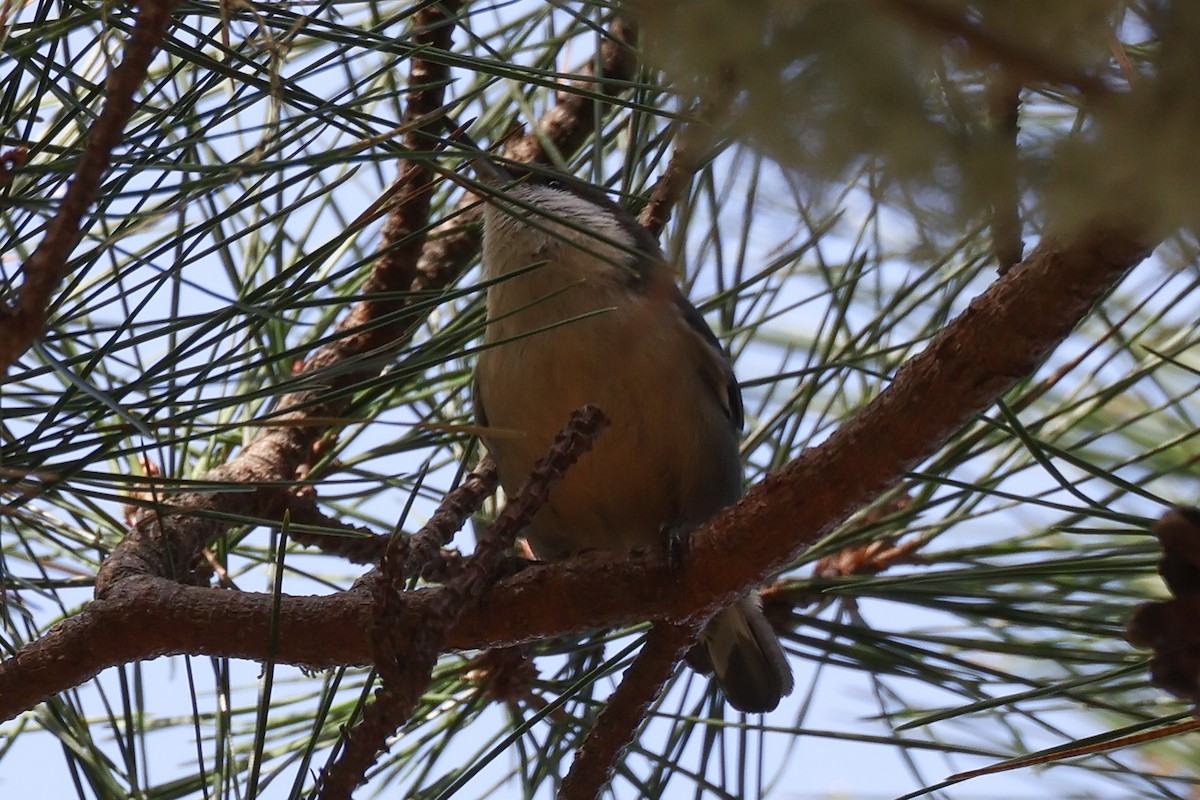 Pygmy Nuthatch - Xander Anthony