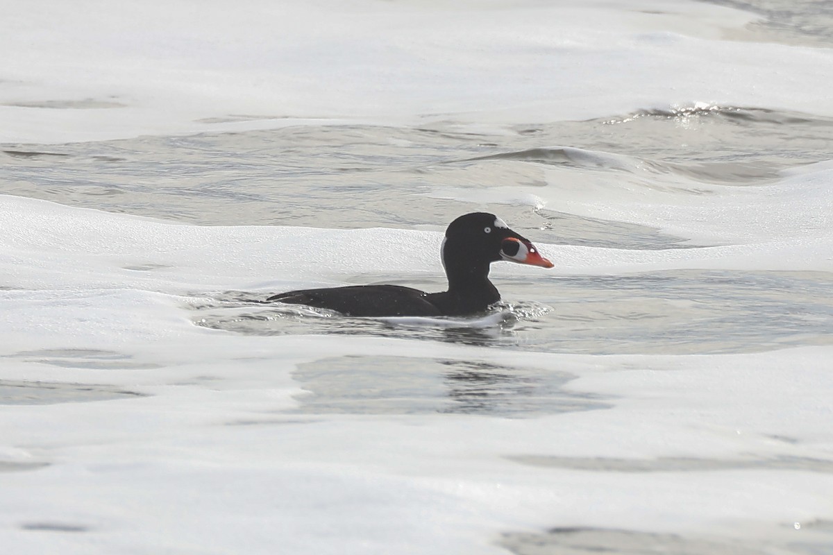 Surf Scoter - ML612780483