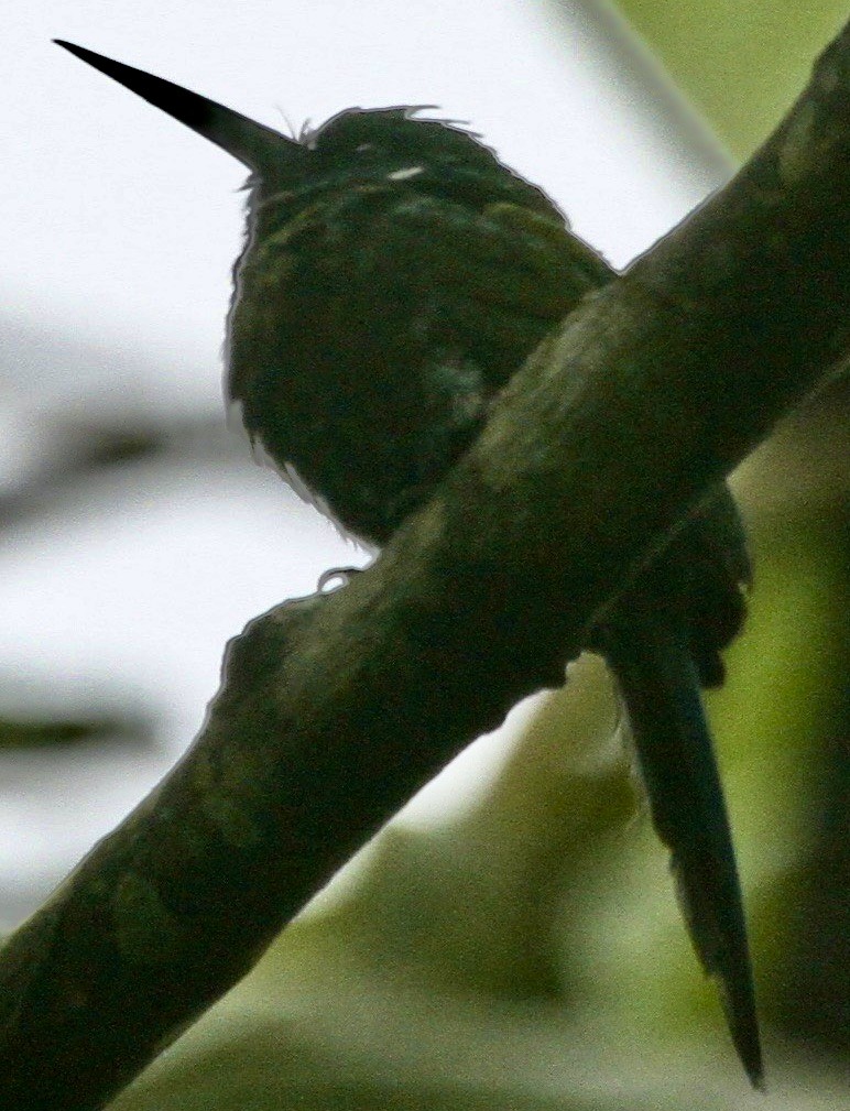 Purplish Jacamar - ML612780545