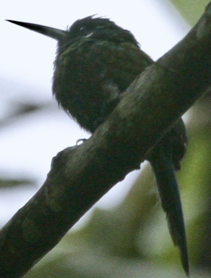 Purplish Jacamar - ML612780546