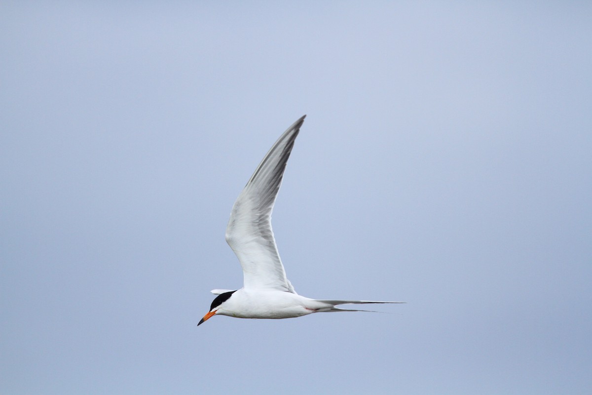 Forster's Tern - Jesse Watson