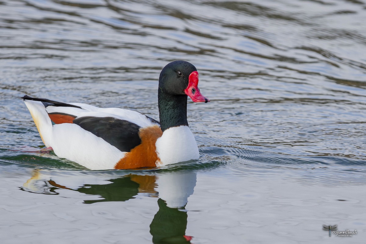 Common Shelduck - ML612780601
