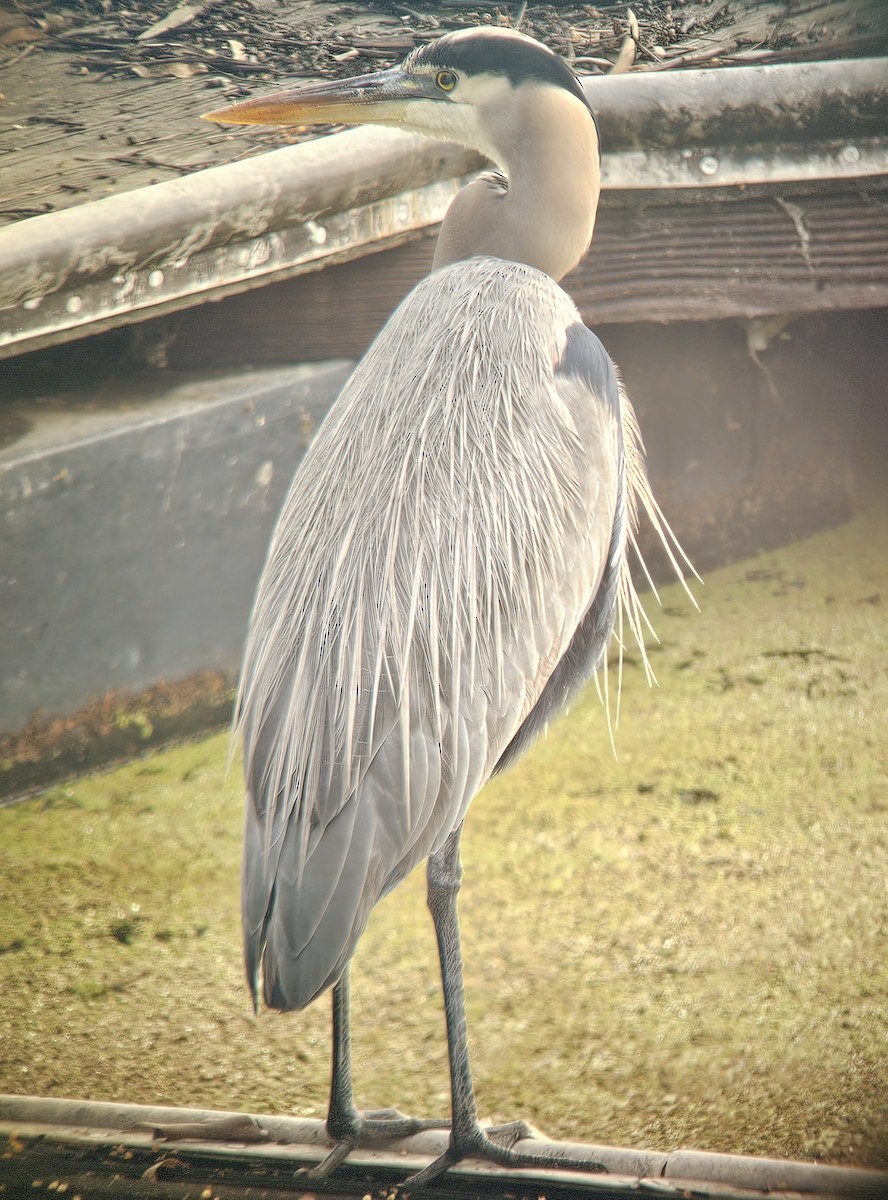 Great Blue Heron - ML612780602