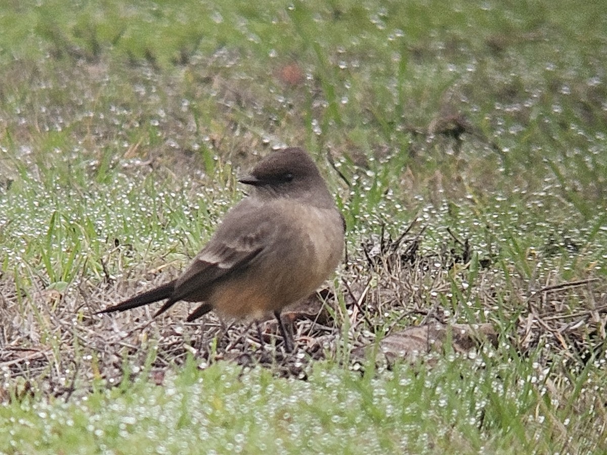 Say's Phoebe - ML612780605