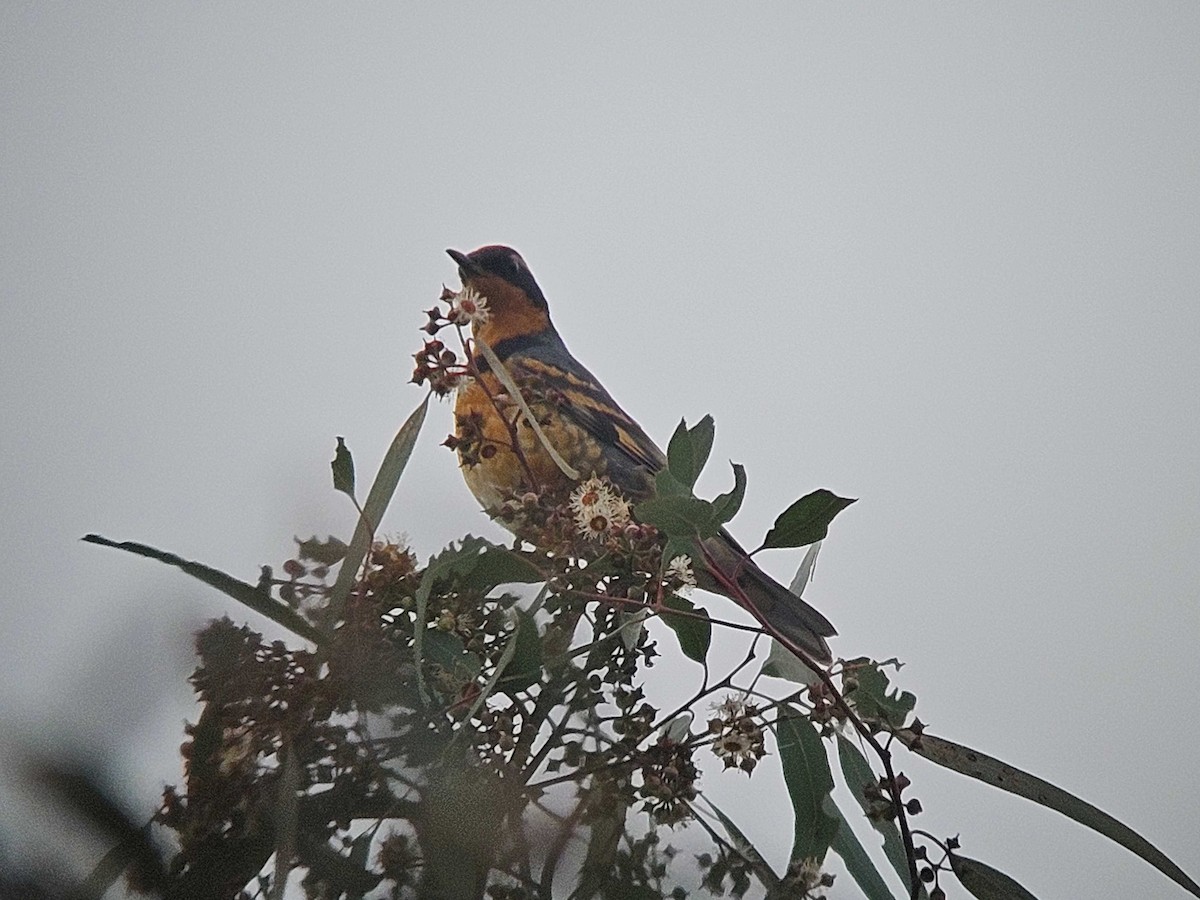 Varied Thrush - Dan Williams