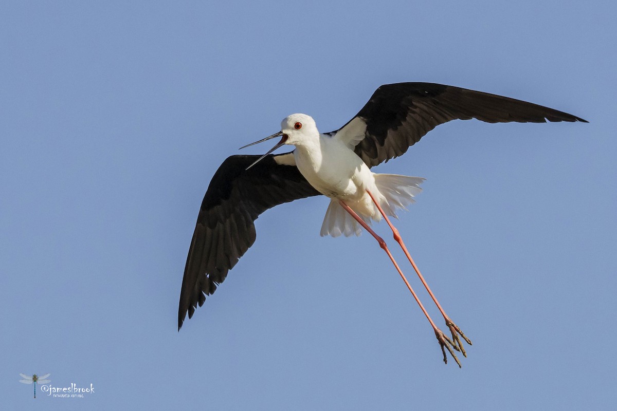 Black-winged Stilt - ML612780620