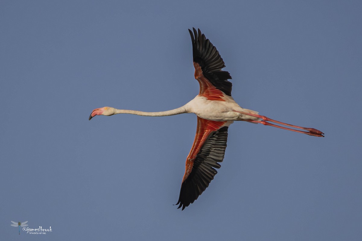 Greater Flamingo - ML612780632