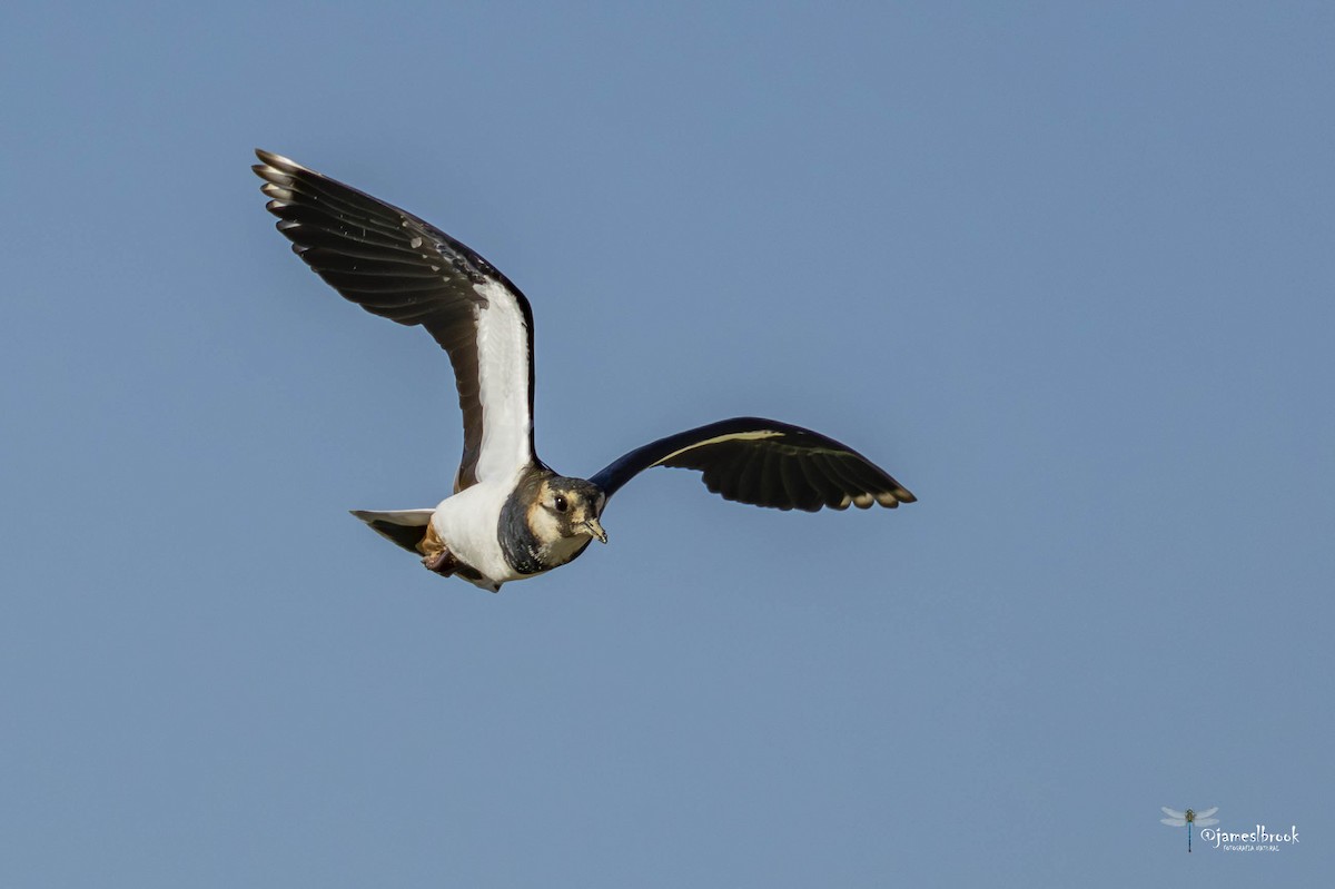 Northern Lapwing - ML612780638