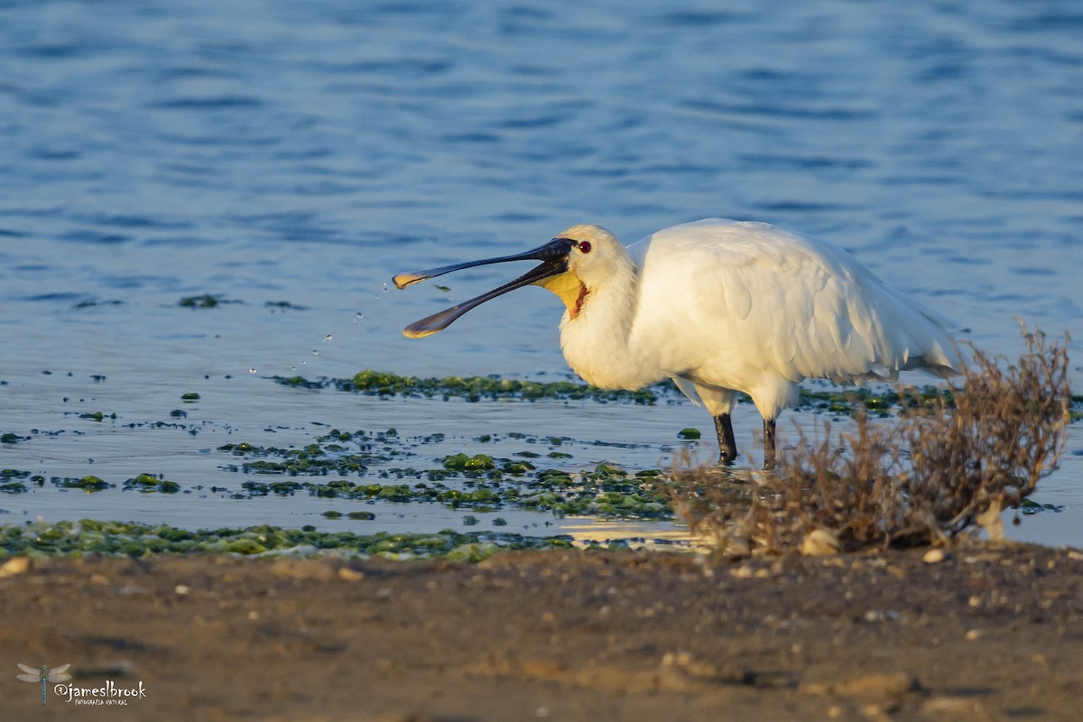 Eurasian Spoonbill - ML612780644