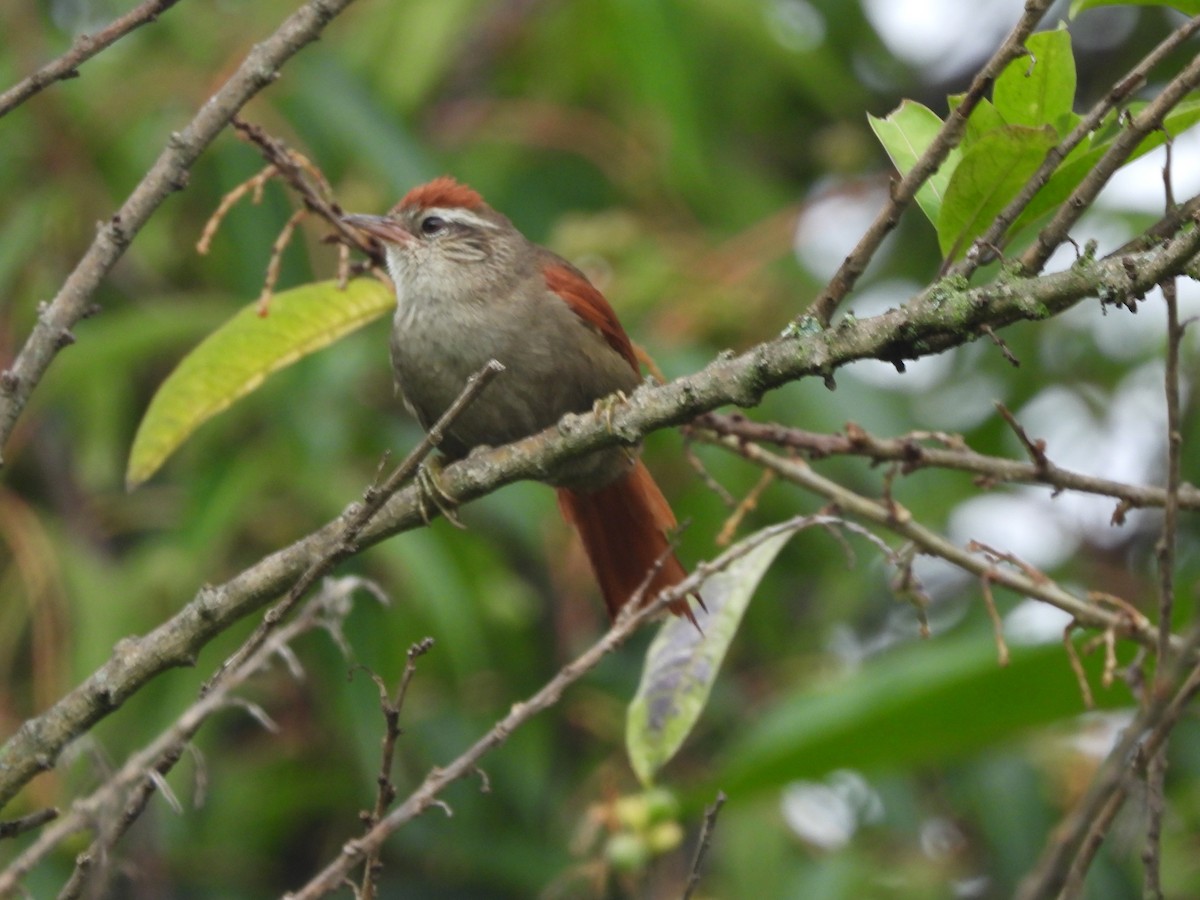 Line-cheeked Spinetail - ML612780708