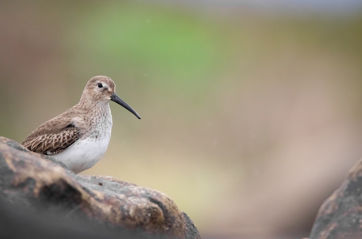 Dunlin - ML612780777