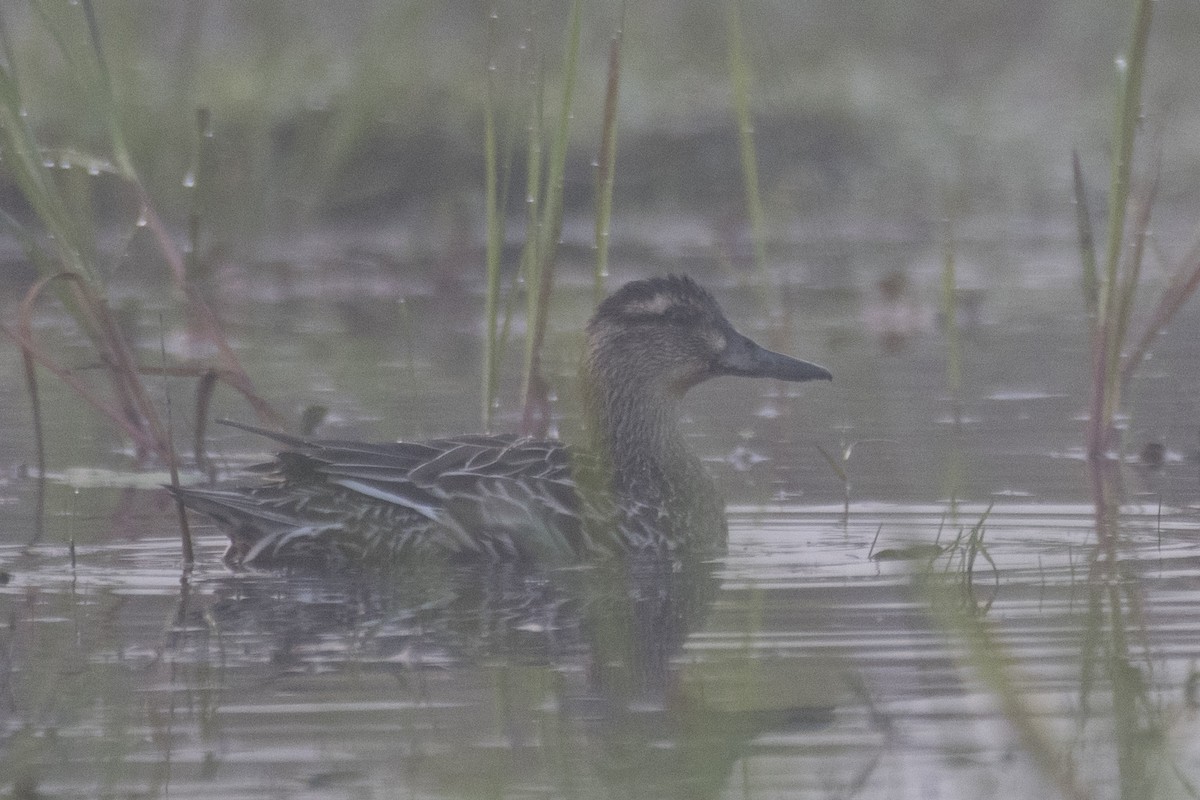 Garganey - ML612780830