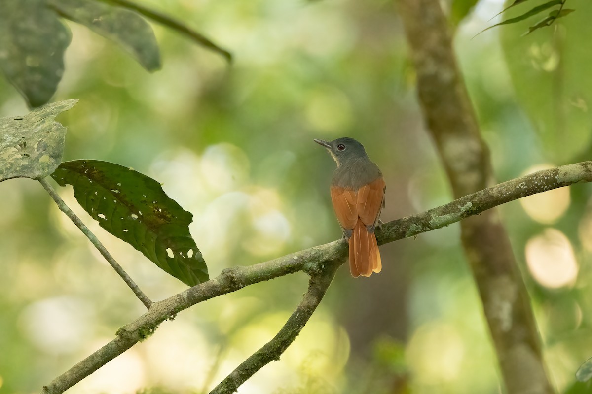 Rufous-winged Philentoma - Bao Shen Yap