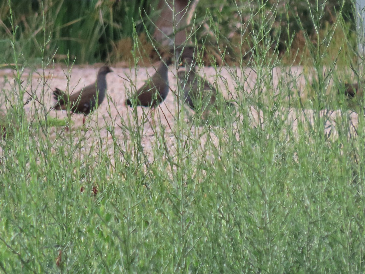 Black-tailed Nativehen - ML612780860