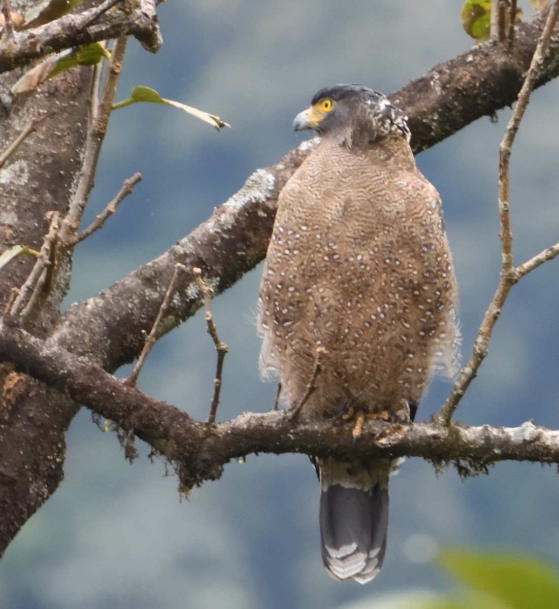 Crested Serpent-Eagle - ML612780875