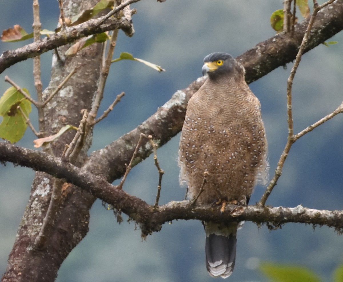 Crested Serpent-Eagle - ML612780877