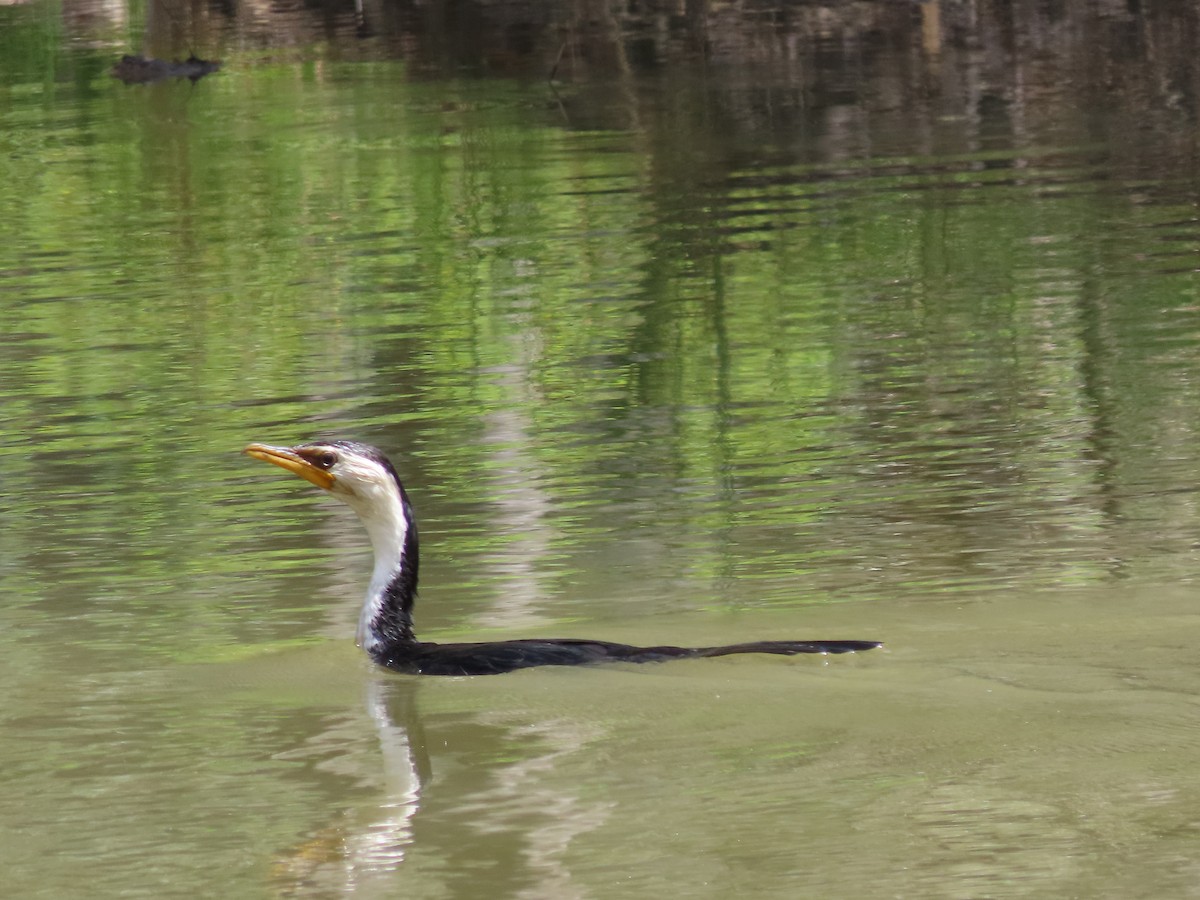 Little Pied Cormorant - ML612780920