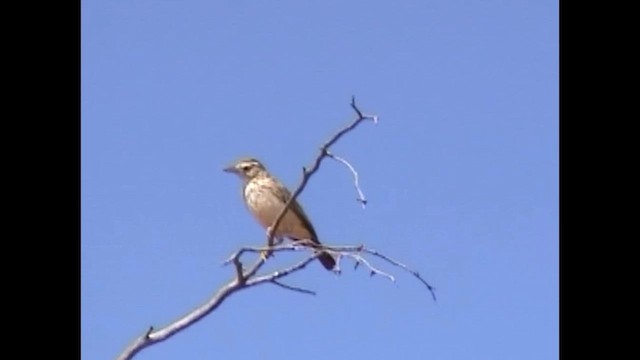 Sabota Lark (Bradfield's) - ML612780923