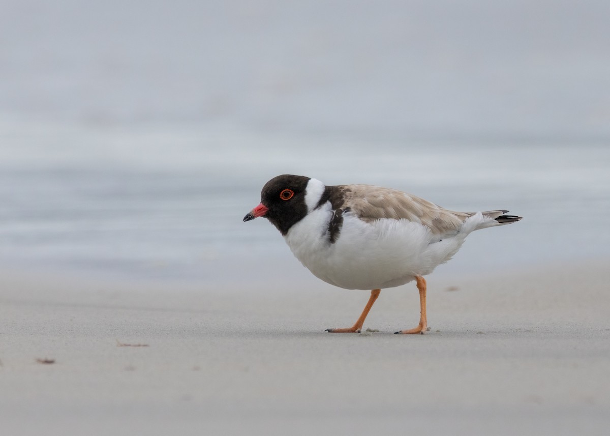 Hooded Plover - Julie Clark