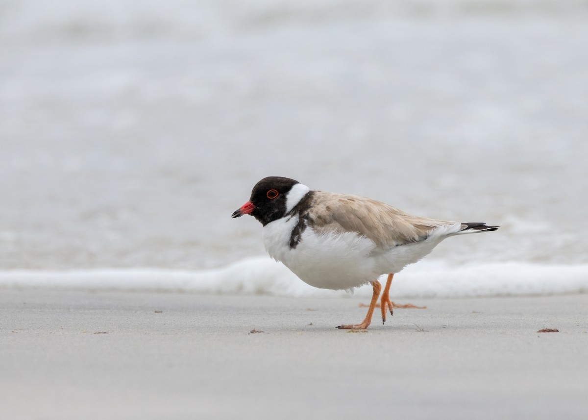 Hooded Plover - ML612780937