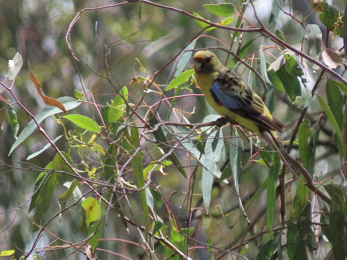 Crimson Rosella (Yellow) - Sandra Henderson