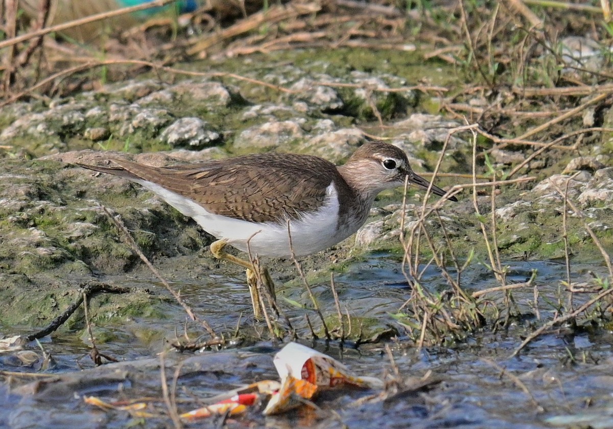 Common Sandpiper - ML612781042