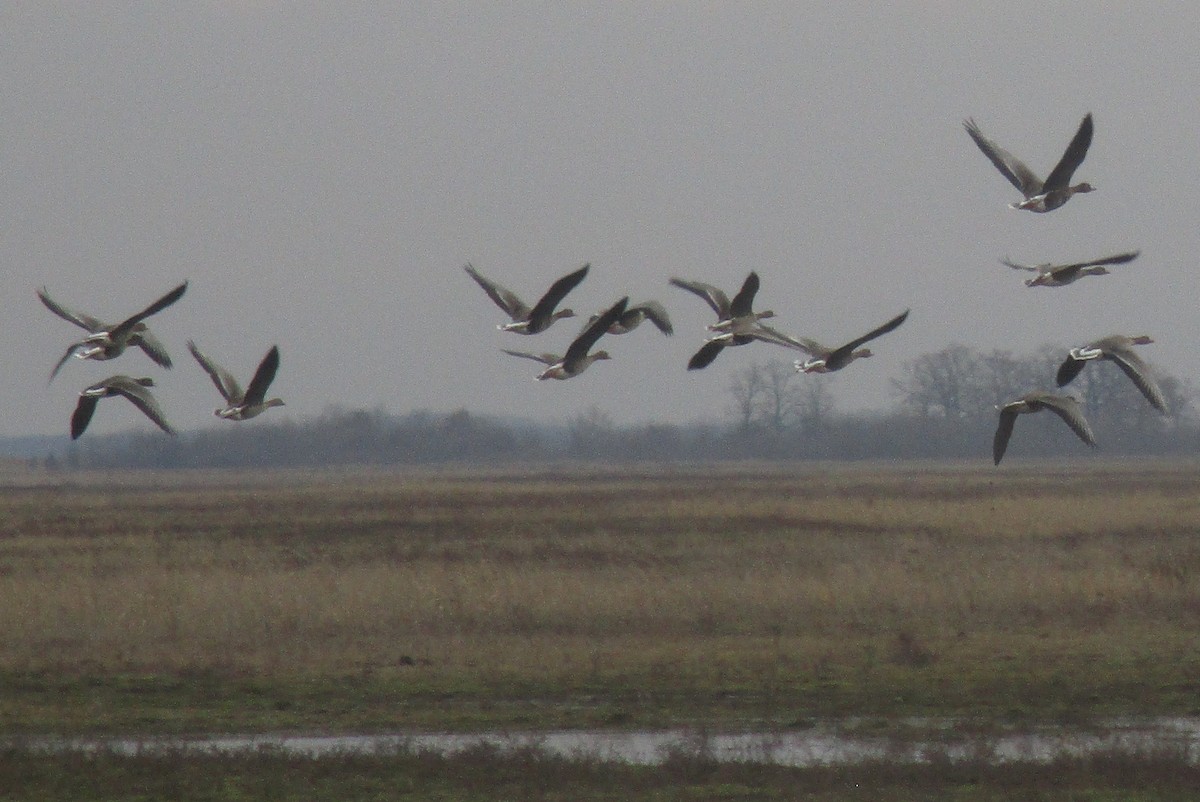 Greater White-fronted Goose - ML612781057