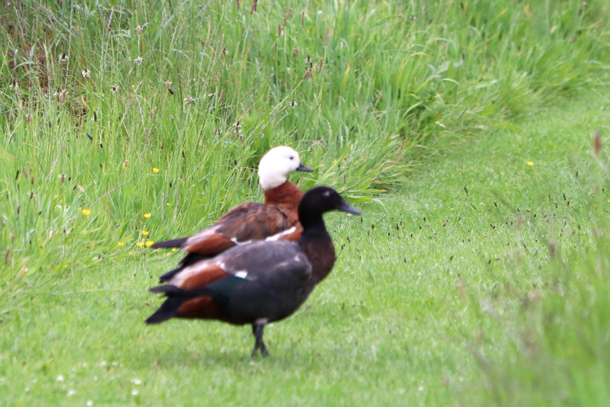 Paradise Shelduck - ML612781205