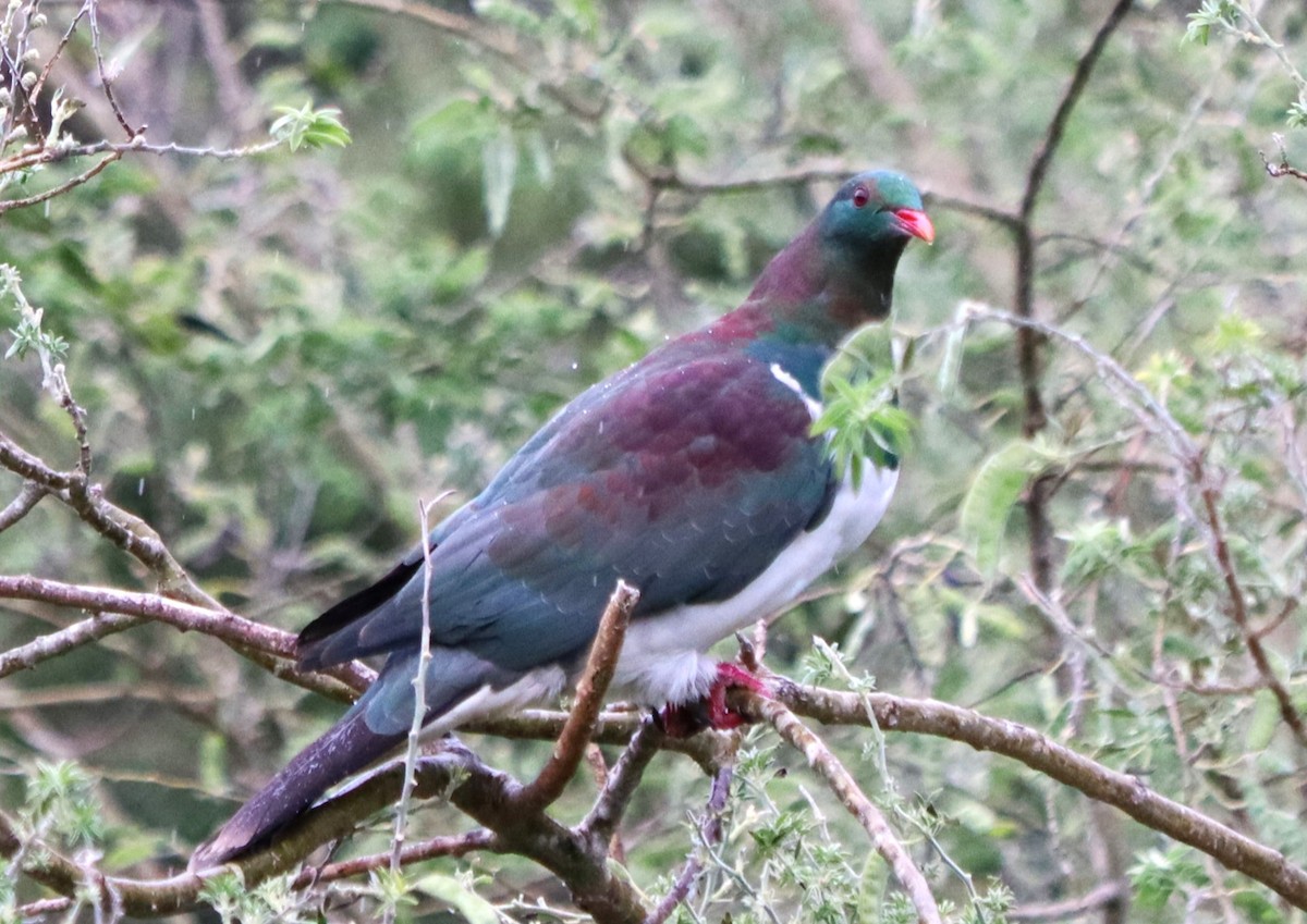 New Zealand Pigeon - ML612781263