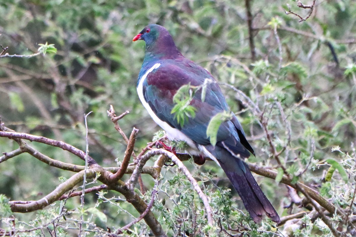 New Zealand Pigeon - ML612781264